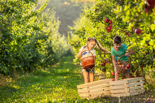 Gathering of autumn fall harvest concept. Friendly hard-working siblings on farm picking apples into wicker baskets.