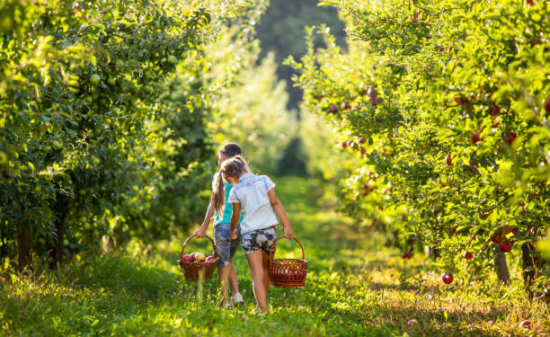 bambini felici con cestini sul vicolo dei meli, raccogliendo mele nella giornata di sole. - orchard child crop little boys foto e immagini stock