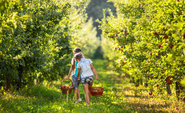 szcz�ęśliwe dzieci z koszami na alei jabłoni, zbieranie jabłek w słoneczny dzień. - orchard child crop little boys zdjęcia i obrazy z banku zdjęć
