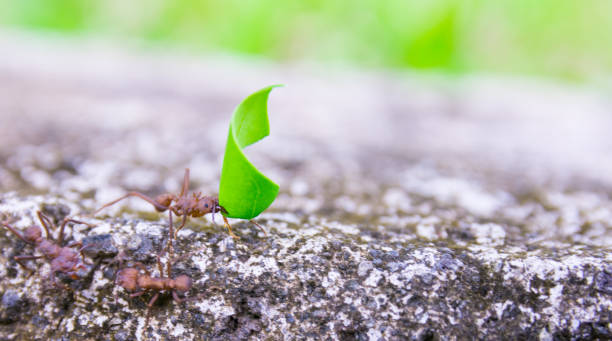 istock Leaf-cutter ant, acromyrmex octospinosus, Basse-Terre, Guadeloupe 1220535997