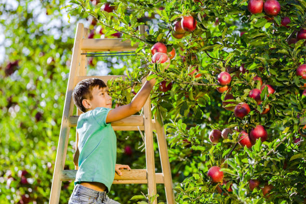 istock Lively boy is standing on a ladder, picking red ripe apples. 1220536102