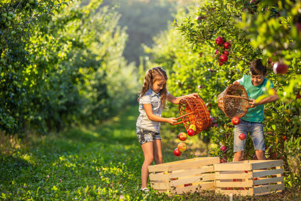 istock Friendly hard-working siblings on farm picking apples into wicker baskets and then pour them into crates. 1220536140