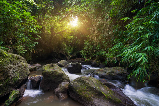 River in sunset, surrounded by lush rainforest on Bali