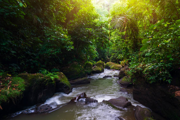 istock River in a tropical forest, flowing through stone cobblestones. 1220536506