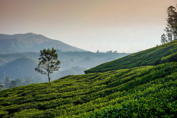 istock Tea plantation at the sunrise 1220536860