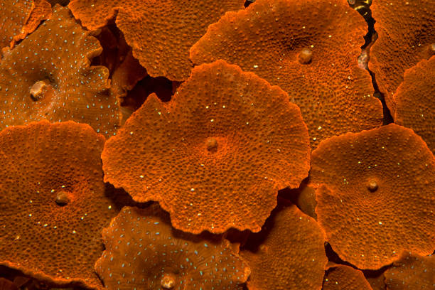 Mushroom coral garden background Spotted Mushroom coral garden fish tank photos stock pictures, royalty-free photos & images