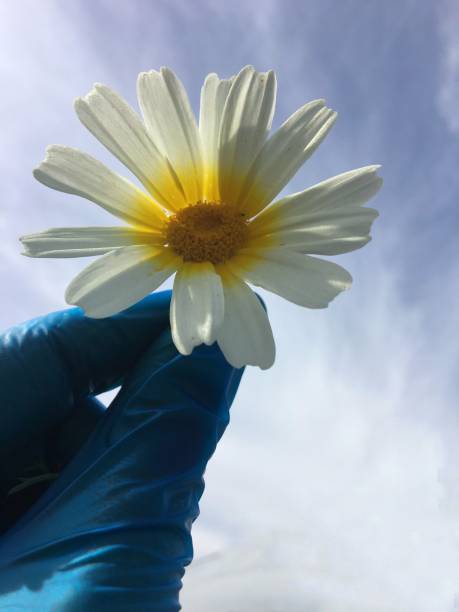 Gloved hand stripping daisy Hand with gloves holding a daisy to defoliate it light at the end of the tunnel photos stock pictures, royalty-free photos & images