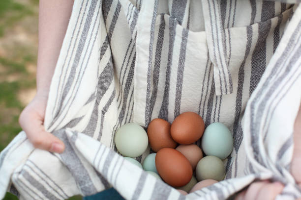 Woman Holding Organic Eggs in Her Apron