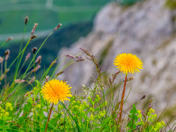Very close up Common Dandelion