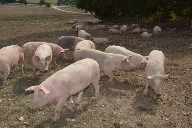 istock Pigs in their natural surroundings 1220540669