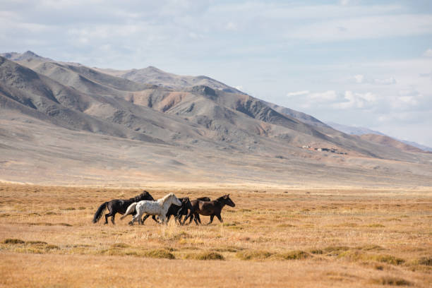 Bayan Ulgii, Mongolia - October 2nd 2015: Kazakh man in traditional clothing on his horse