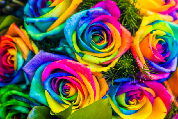 bouquet of roses with a thousand colors for everyone's rights - pink rose flower color image imagens e fotografias de stock