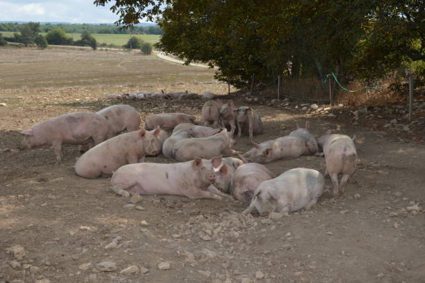 istock Pigs in their natural surroundings 1220542216