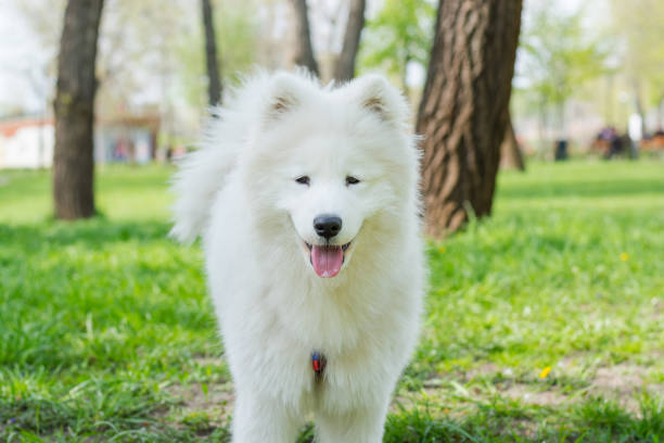 istock White dog breed Samoyed runs through the park 1220542243
