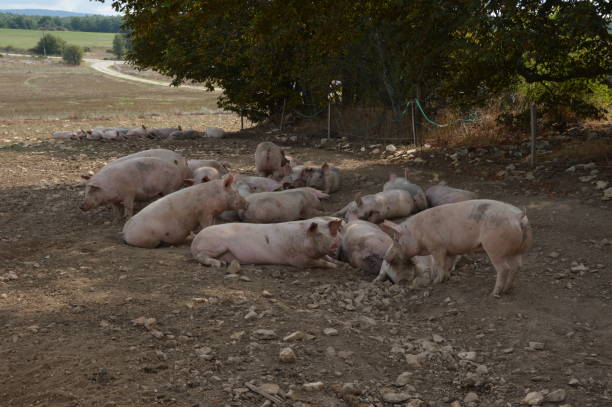 istock Pigs in their natural surroundings 1220542448