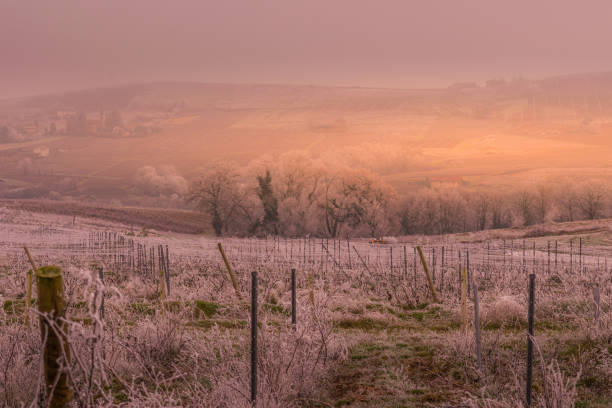 istock Beaujolais Decenber 2016 1220543065
