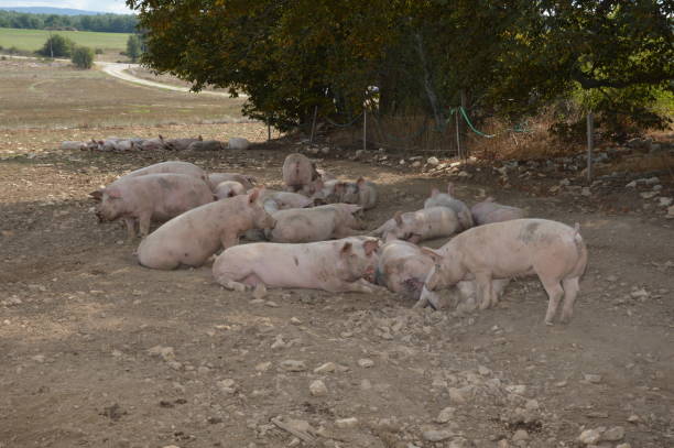 istock Pigs in their natural surroundings 1220543169