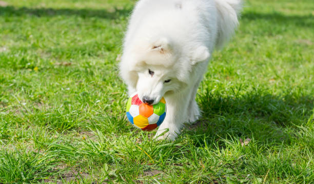 istock White dog breed Samoyed runs through the park 1220543287