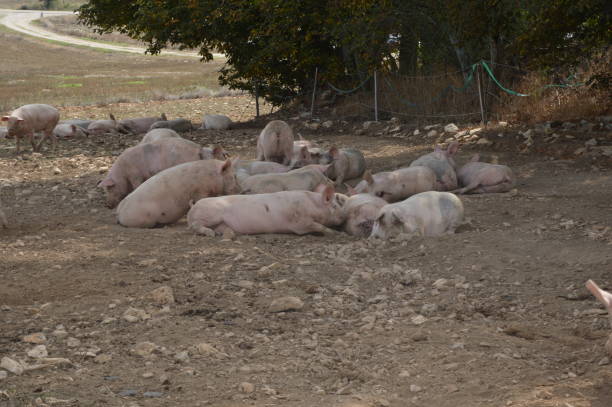 istock Pigs in their natural surroundings 1220543459