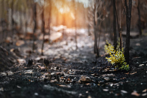 New leaves burst forth from a burnt tree after forest fire. stock photo