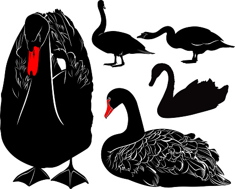 swans bird silhouettes collection isolated on black background