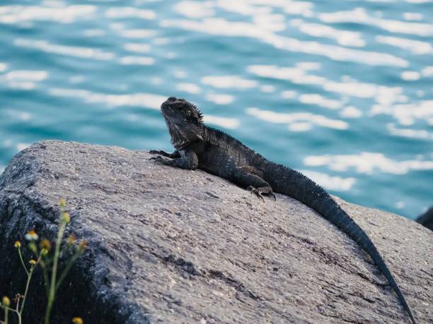 istock Water Dragon Lying on a Rock 1220543856