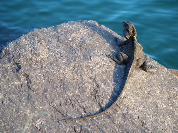 istock Water Dragon Lying on a Rock 1220543897