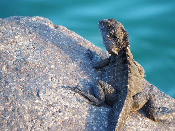 istock Water Dragon Lying on a Rock 1220543913