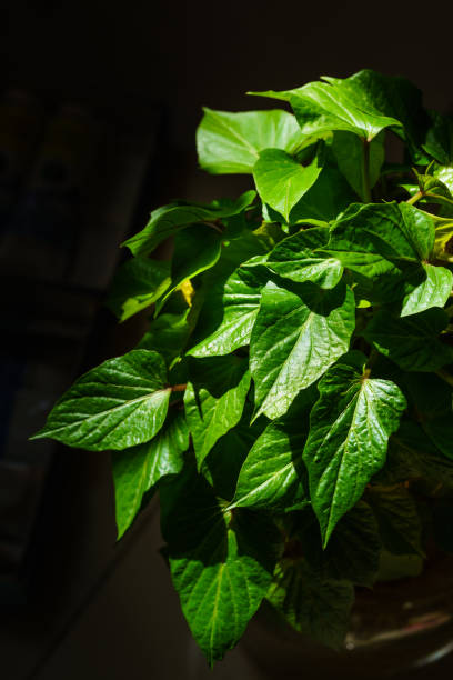 鉢植えのサツマイモ。サツマイモの植物。茶色の塊茎に緑の葉が閉じるサツマイモ。テーブルの上の緑の植物。 - brussels sprout raw brown close up ストックフォトと画像