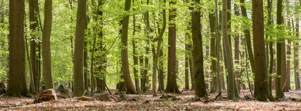 istock fresh green forest on spring morning in april 1220545467