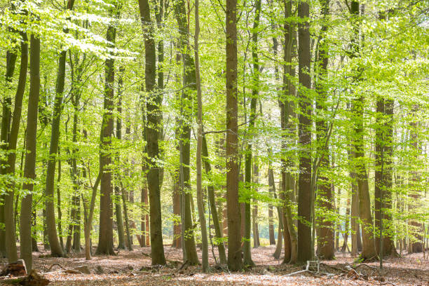 istock fresh green forest on spring morning in april 1220545485