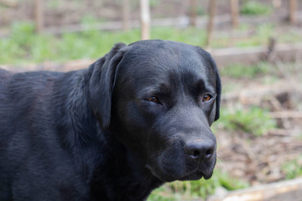istock black Labrador Retriever looks at the camera 1220545699