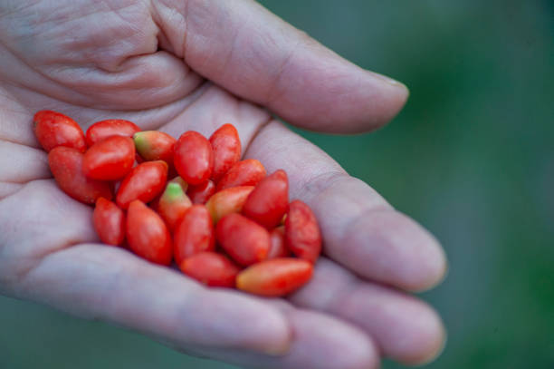 Woman farmer holding goji berry fruit in hands, healthy eating