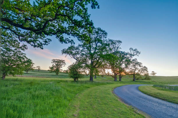 istock Alley with old trees during sunrise in Ireland 1220546956