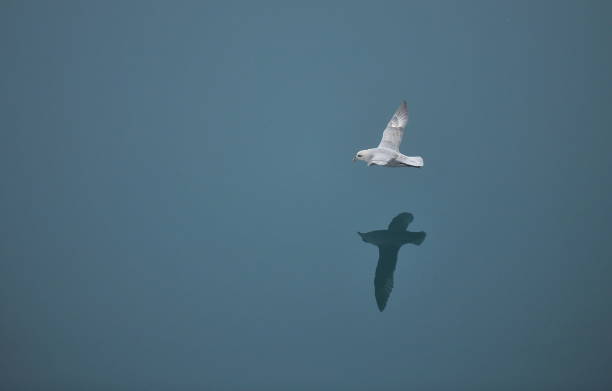 istock Seagulls fly over sea water. 1220547277