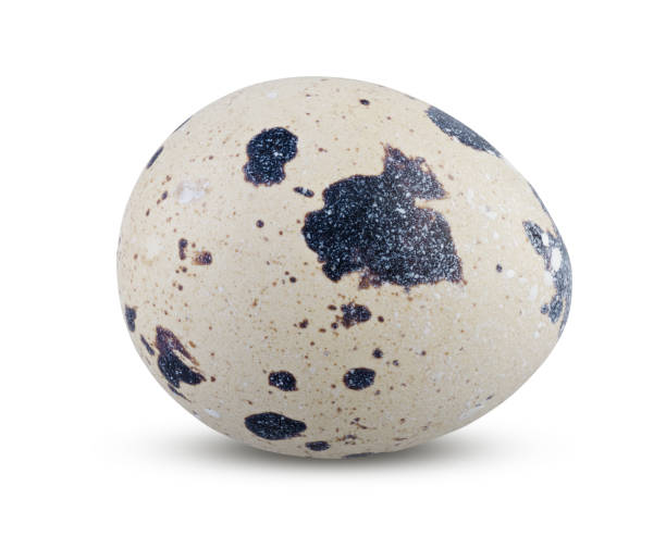 istock Small Quail Egg Close Up Isolated on White Background 1220547282