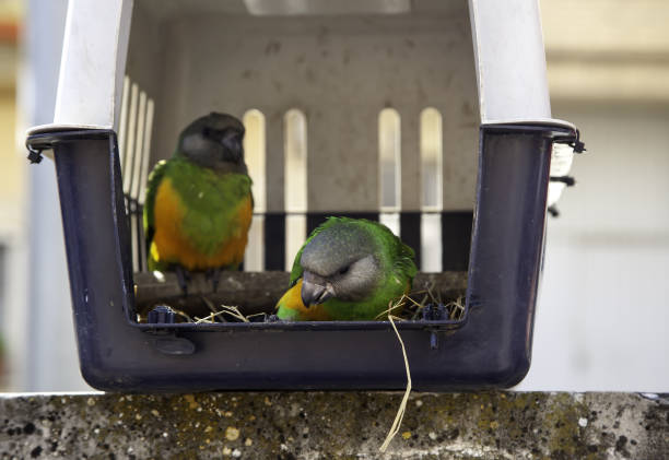 istock Lovebird in cage 1220549212
