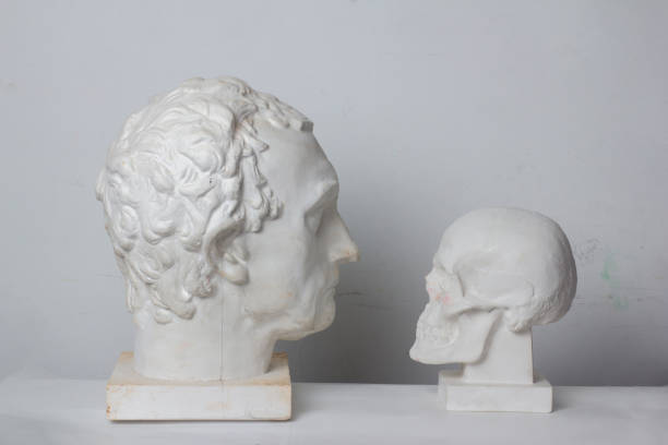 istock a plaster bust and a skull a white background in profile are turned on each other 1220549434