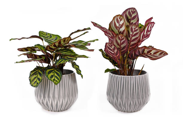Prayer Plant "Calathea Makoyana. Comparison of raised and lowered leaves during daytime and nighttime, giving this tropical house plant its name Prayer Plant "Calathea Makoyana. Comparison of raised and lowered leaves during daytime and nighttime, giving this tropical house plant its name as the raised leaves during nighttime are compared to raised hands during praying calathea photos stock pictures, royalty-free photos & images