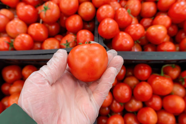istock hand in glove holds red tomato 1220552870