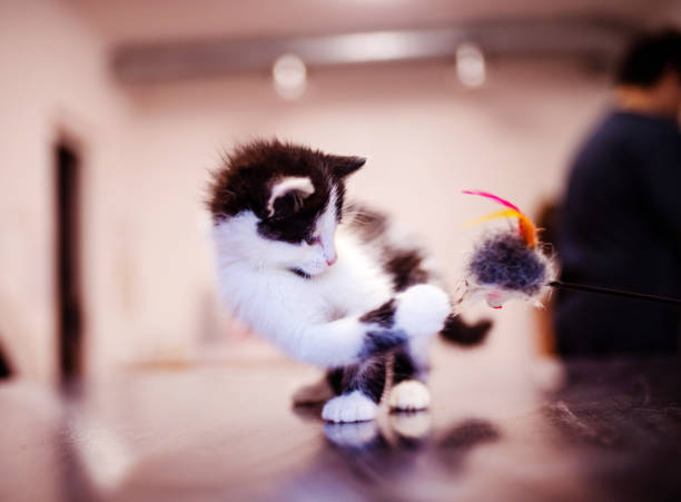 istock Cute little kitten with amazing eyes 1220554460