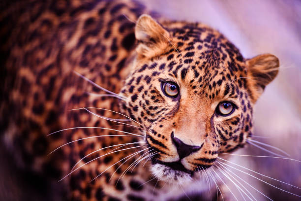 istock Leopard, beautiful portrait . Animal world. Big cat. 1220554464
