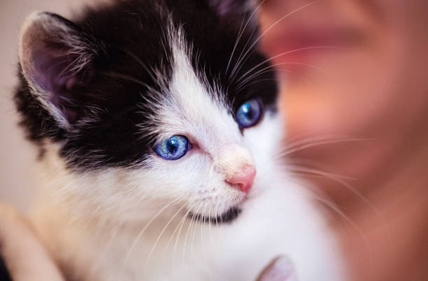 istock Cute little kitten with amazing eyes 1220554465