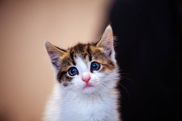 istock Cute little kitten with amazing eyes 1220554487