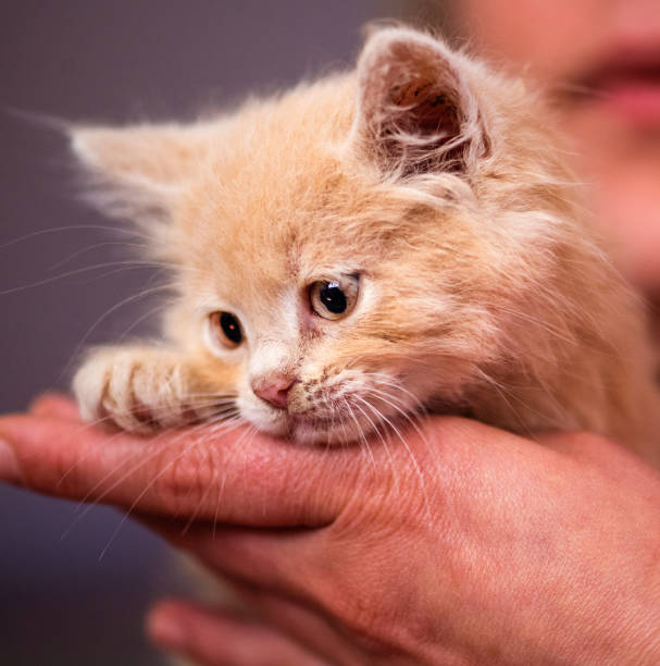 istock Cute little red kitten with amazing eyes 1220554511