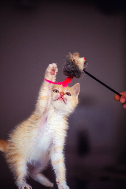 istock Cute little red kitten with amazing eyes 1220554524