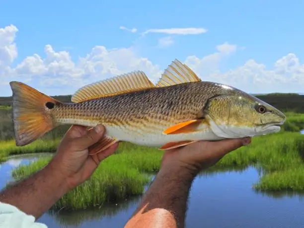 A Redfish caught in the Louisiana marsh under blue skies with white clouds