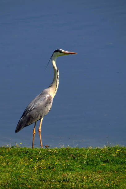istock Great Blue Heron  standing  near the waters at the water's edge 1220556521