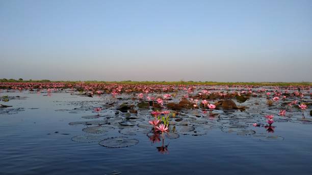 istock Red lotus sea 1220556924