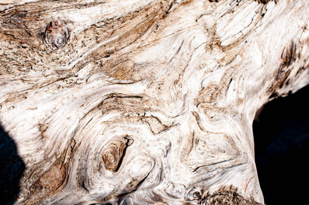 istock Driftwood showing patterns of tree rings 1220557282